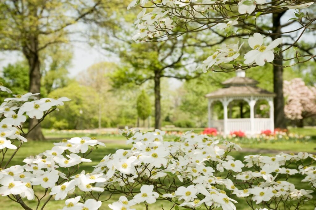 A gazebo surrounded by trees and white flowers