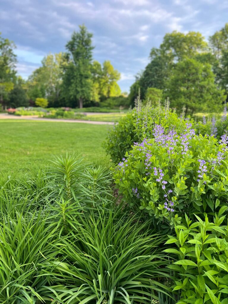 A grassy lawn with trees, shrubs and purple flowers